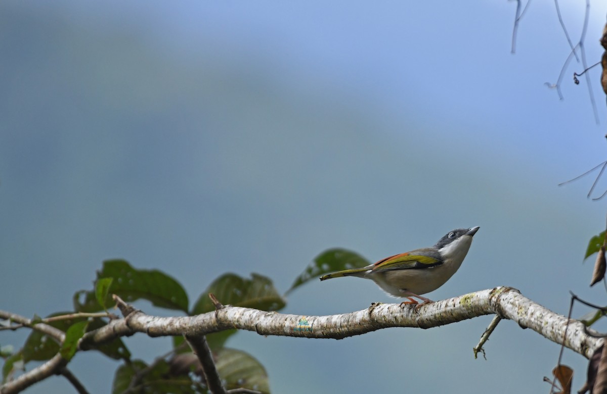 White-browed Shrike-Babbler (Chestnut-winged) - ML402855521