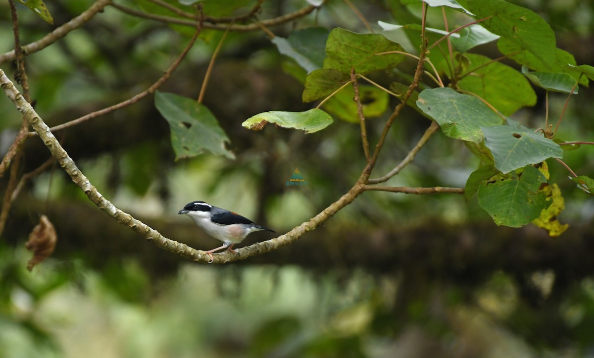 White-browed Shrike-Babbler (Chestnut-winged) - ML402855531