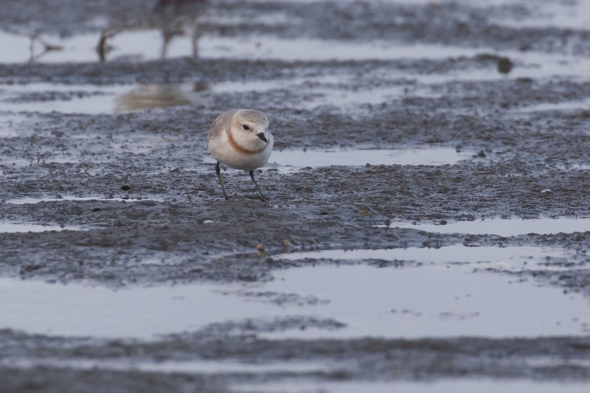 Chestnut-banded Plover - ML402855801