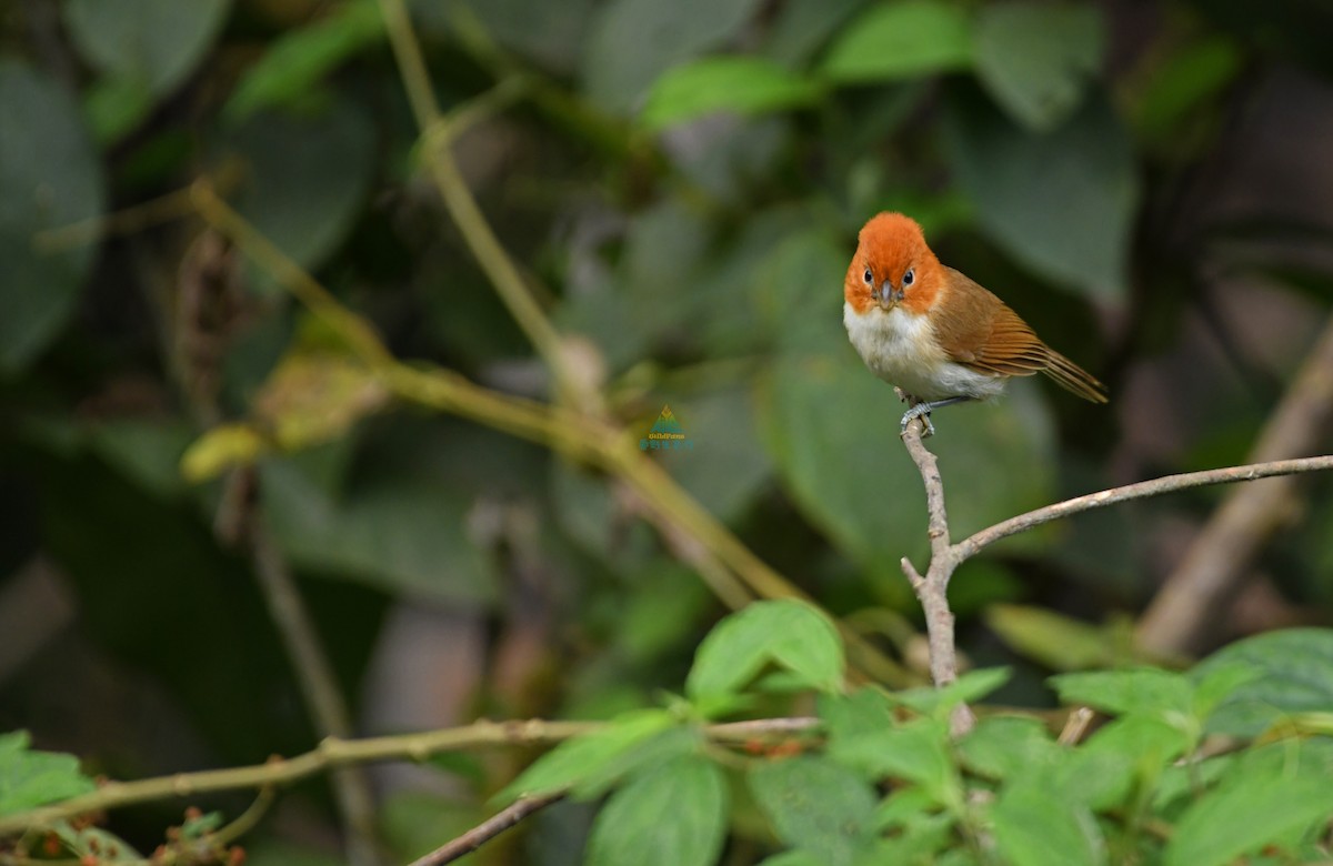 White-breasted Parrotbill - Shigui Huang