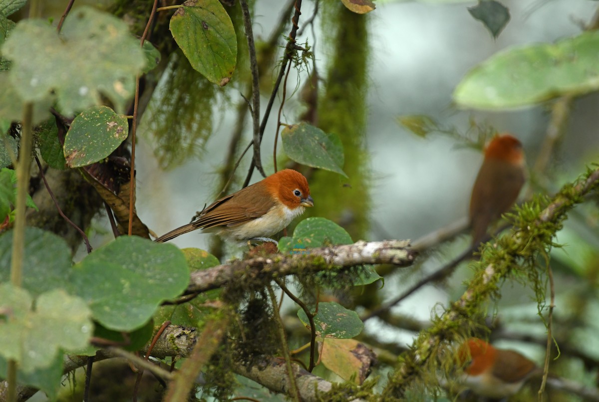 White-breasted Parrotbill - Shigui Huang