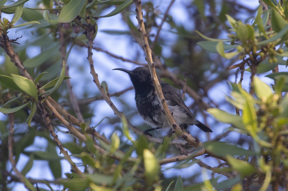 Rußnektarvogel - ML402856501