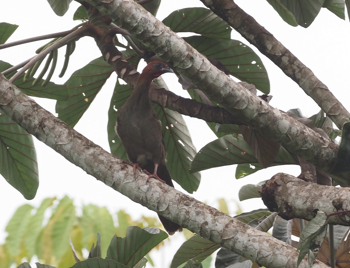 Variable Chachalaca - ML402857801