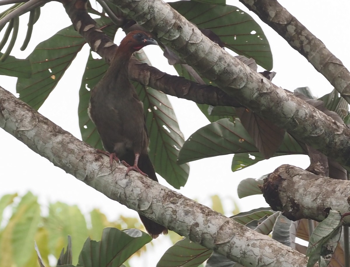 Variable Chachalaca - ML402857851