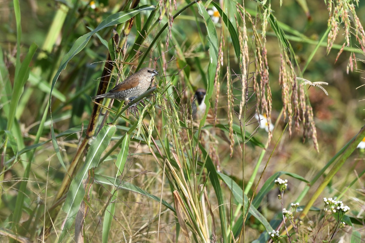 Scaly-breasted Munia - ML402859821