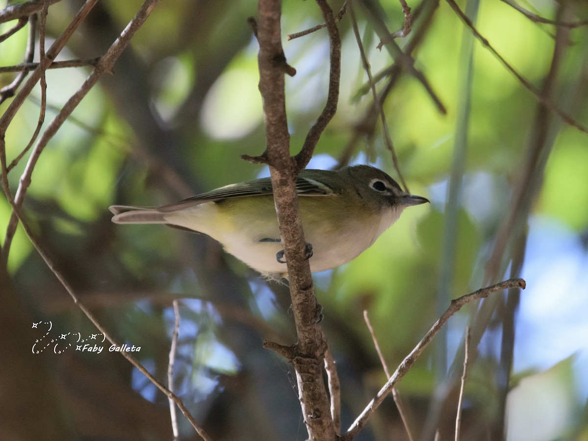 Blue-headed Vireo - ML402861411