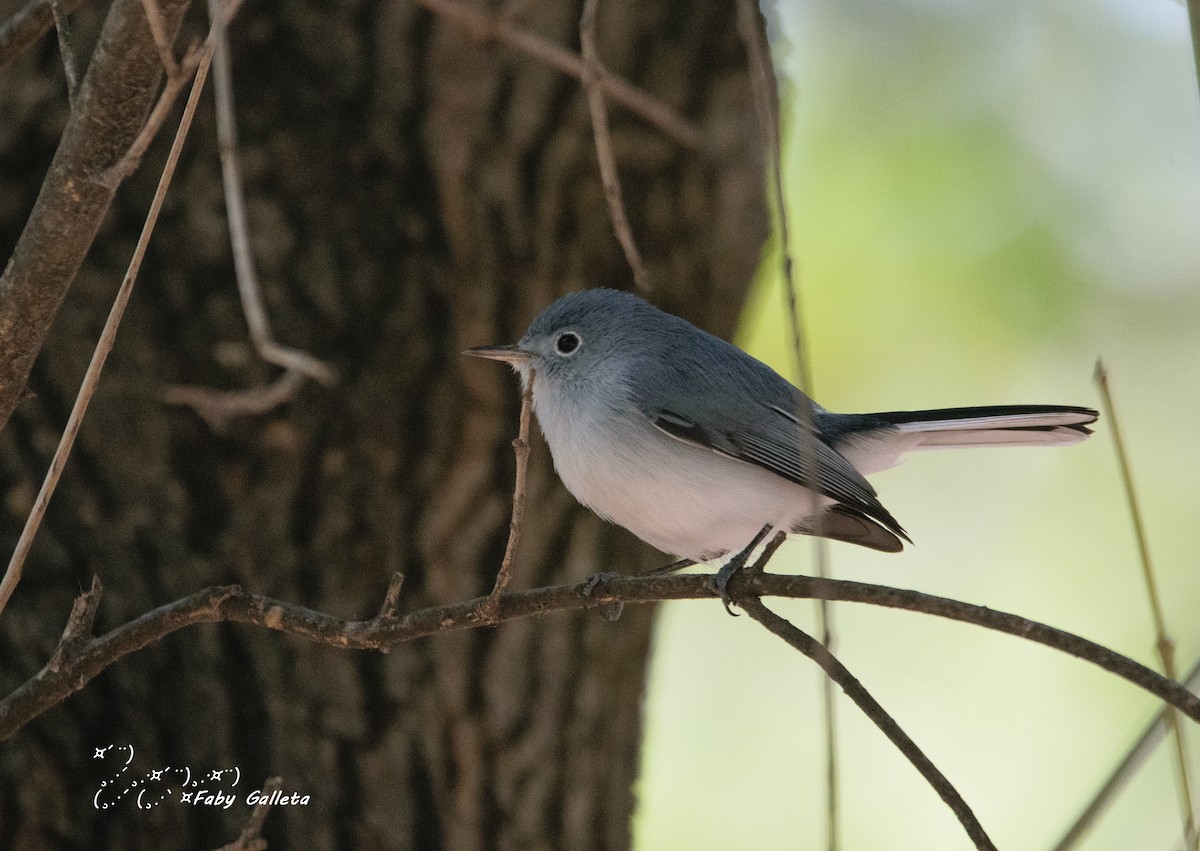 Blue-gray Gnatcatcher - ML402861771