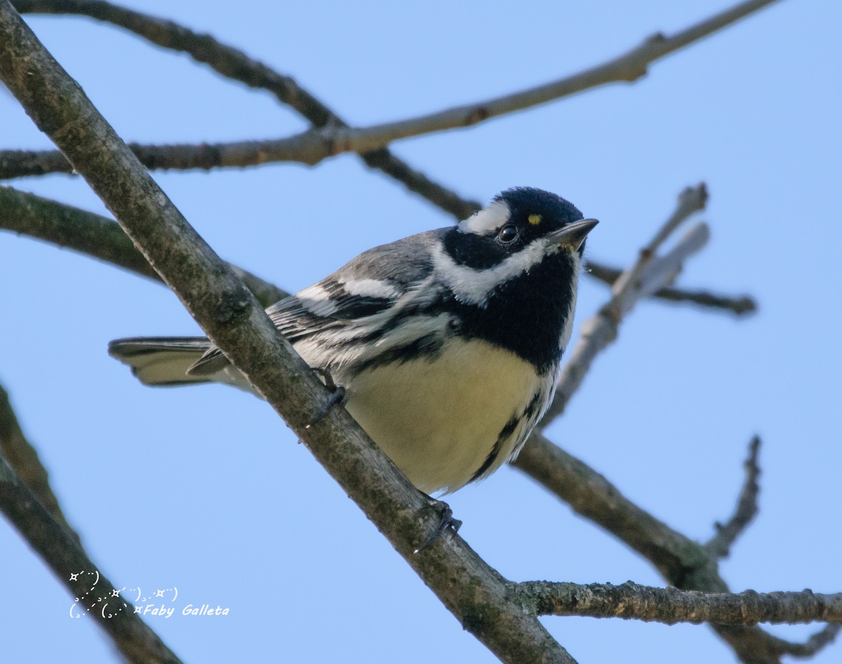 Black-throated Gray Warbler - ML402861791