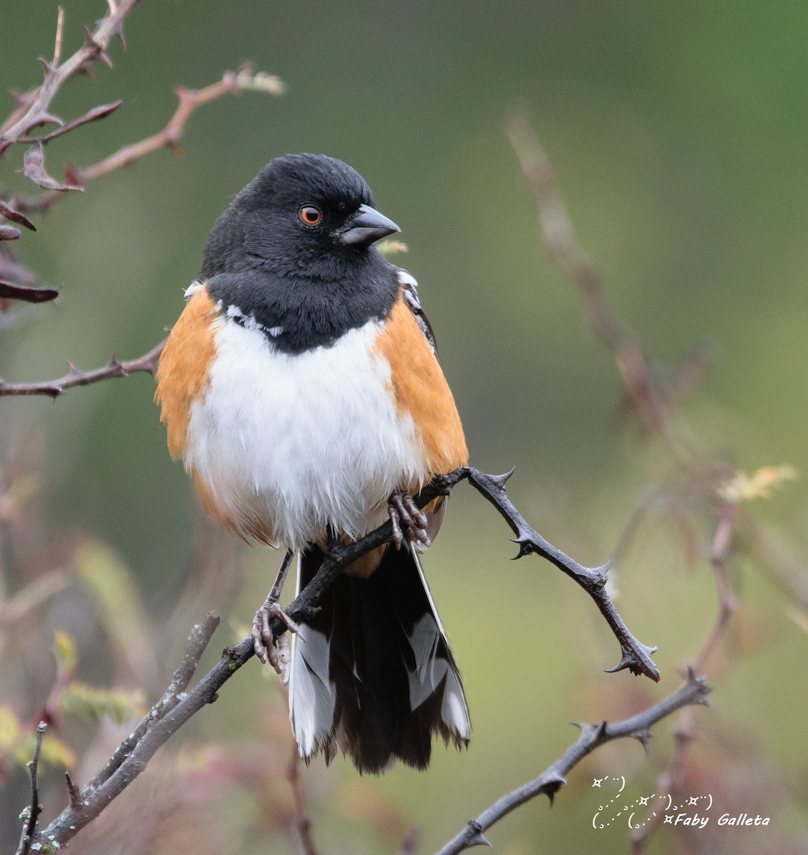 Spotted Towhee - ML402862111