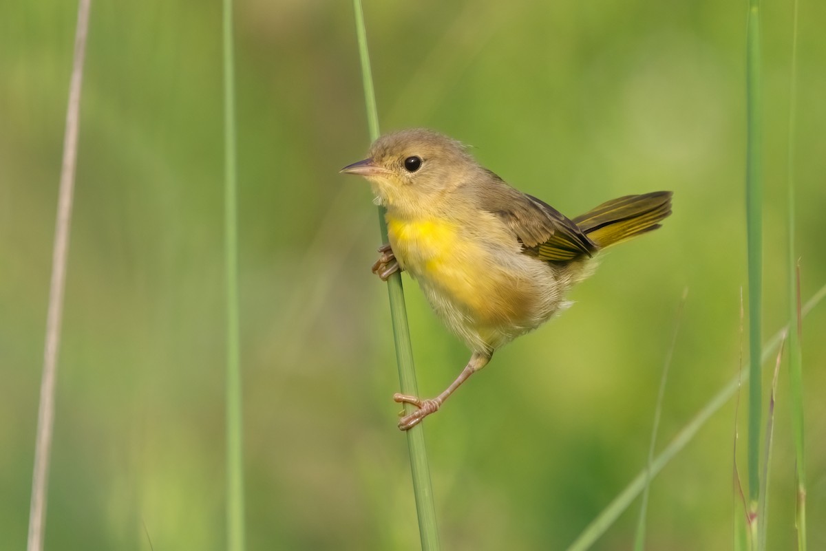 Common Yellowthroat - ML402862121