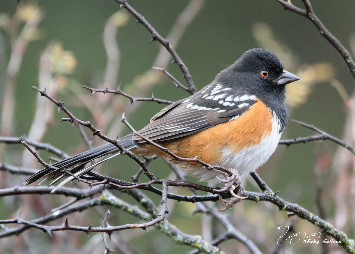 Spotted Towhee - ML402862161