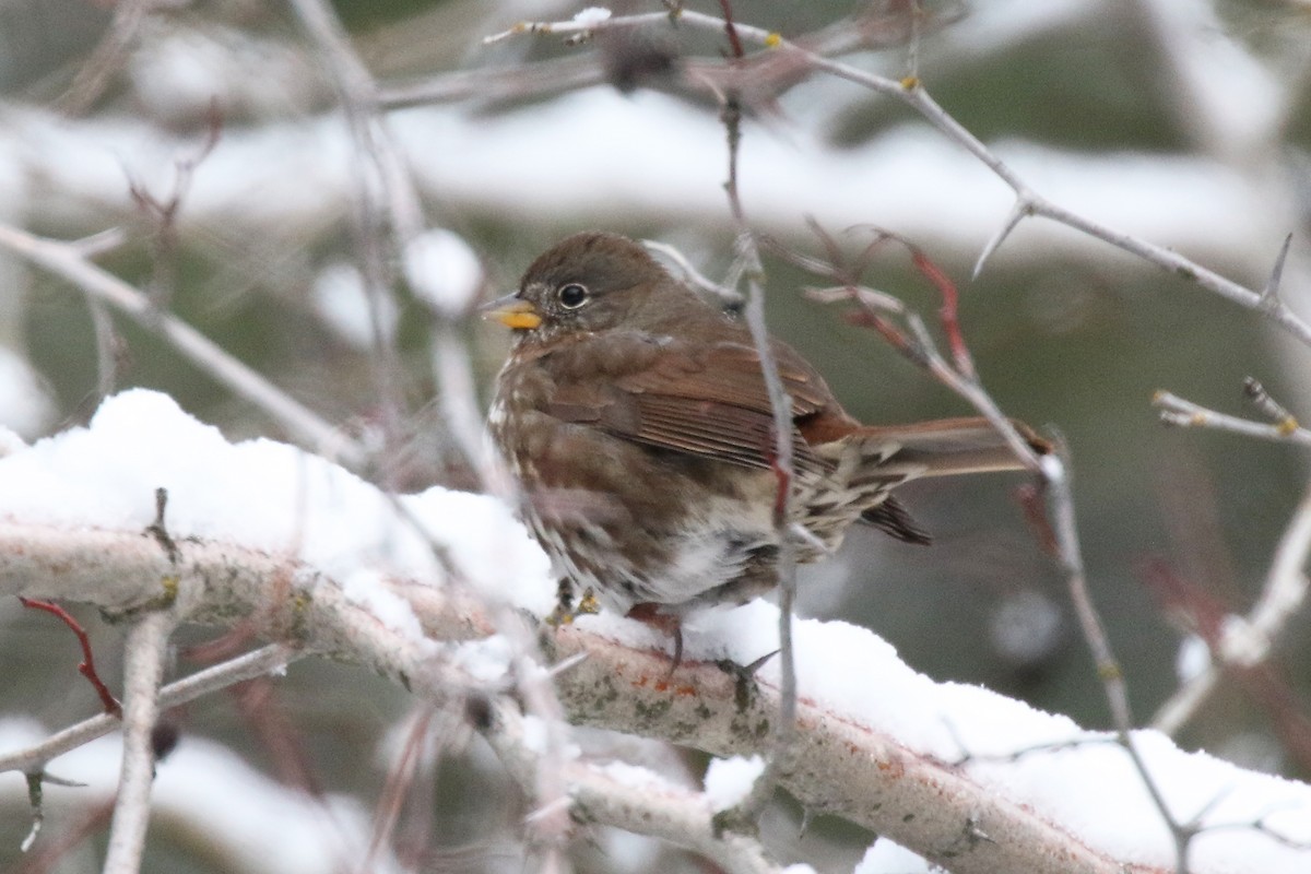 Fox Sparrow - ML402862661