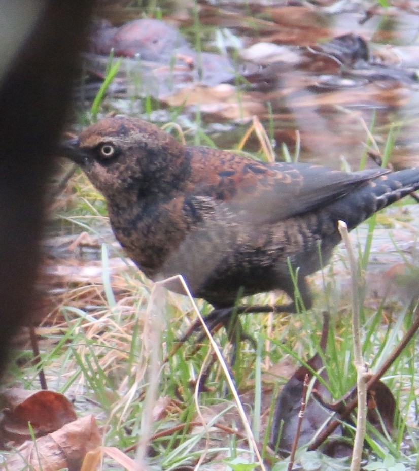 Rusty Blackbird - ML402862741