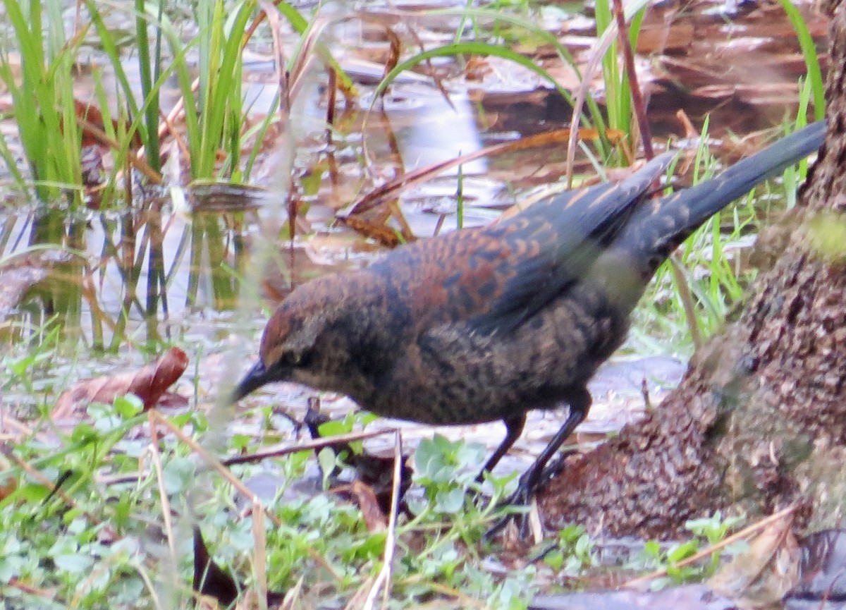 Rusty Blackbird - ML402862771