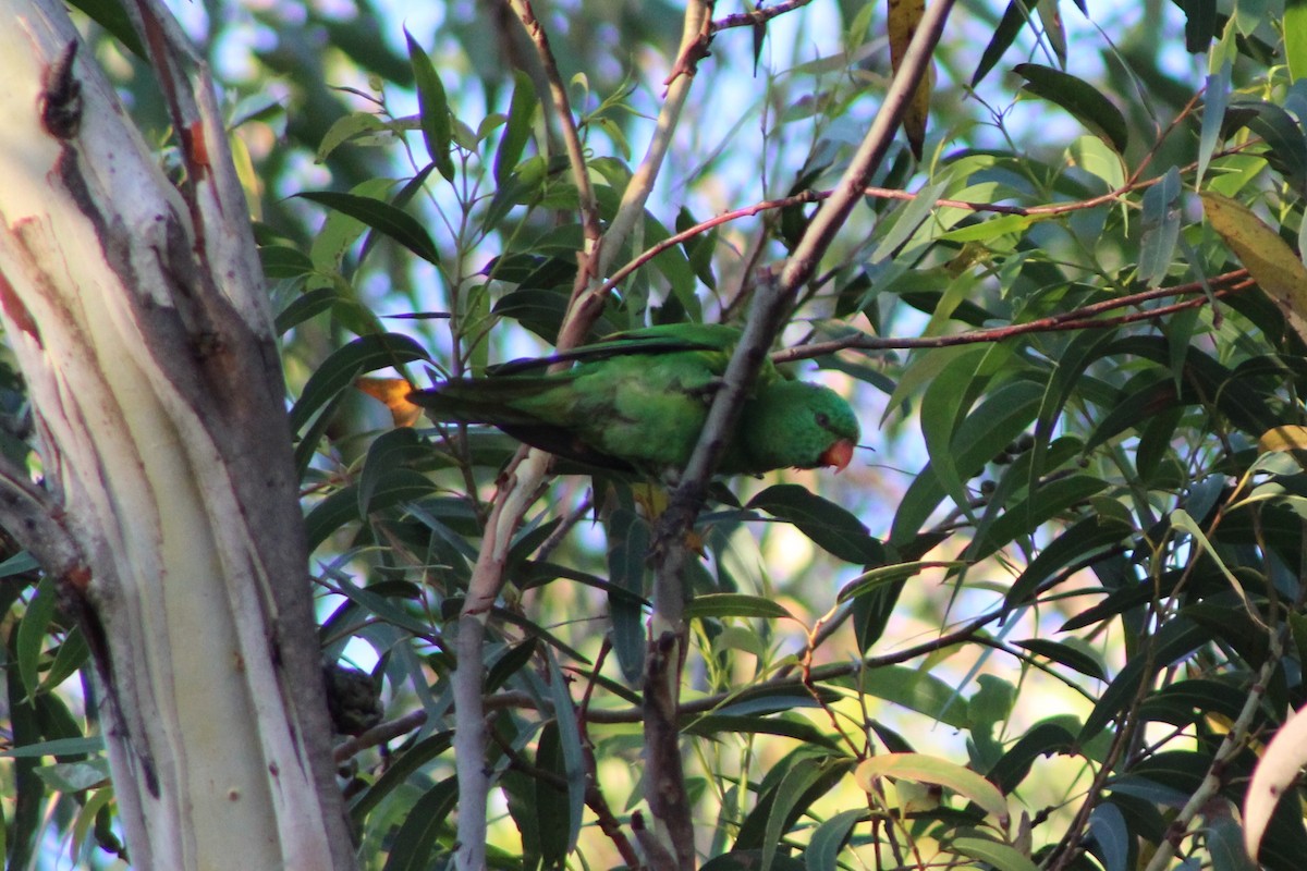 Scaly-breasted Lorikeet - ML402862841