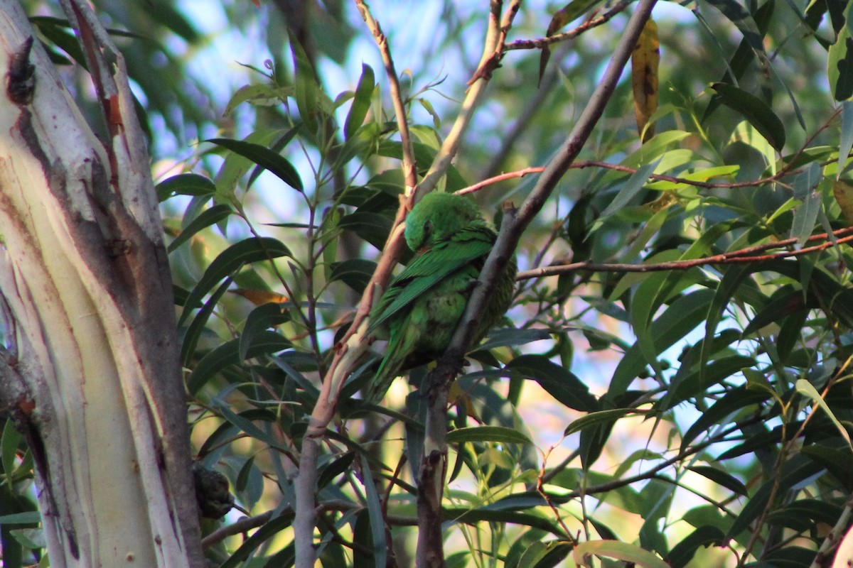 Scaly-breasted Lorikeet - Leonie Beaulieu