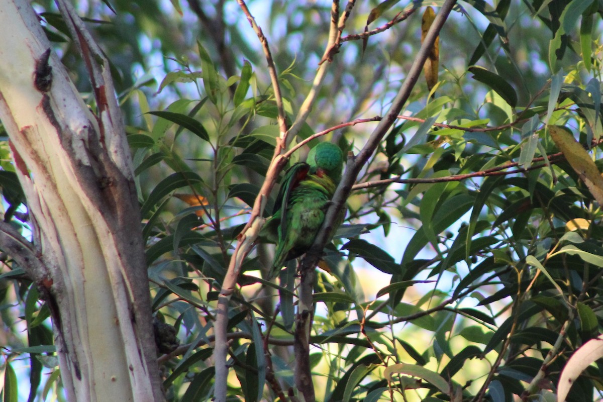 Scaly-breasted Lorikeet - Leonie Beaulieu