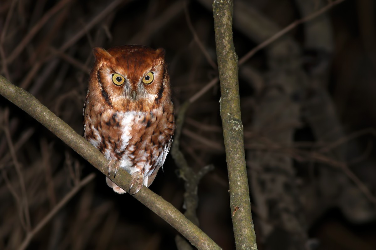 Eastern Screech-Owl - ML402863801