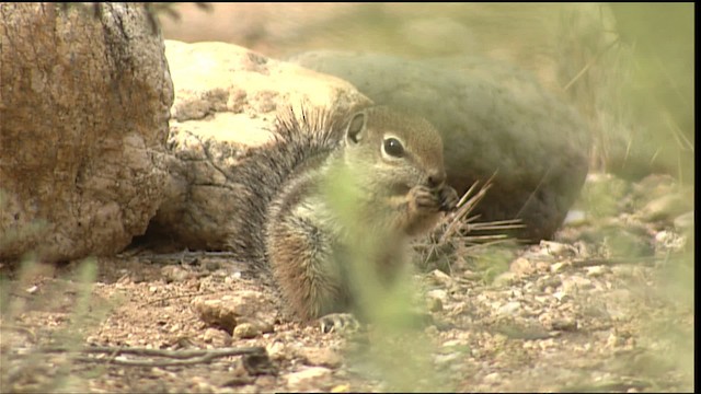 Squirrels - ML402864