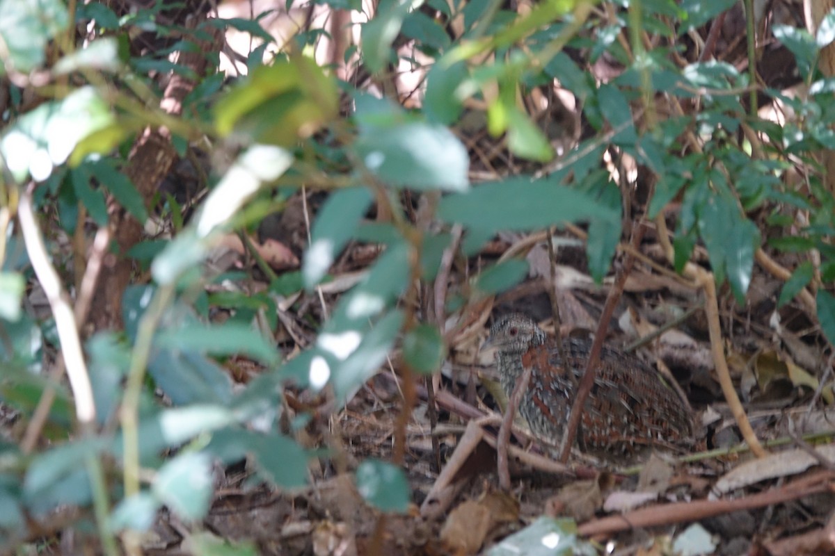 Painted Buttonquail - ML402864711