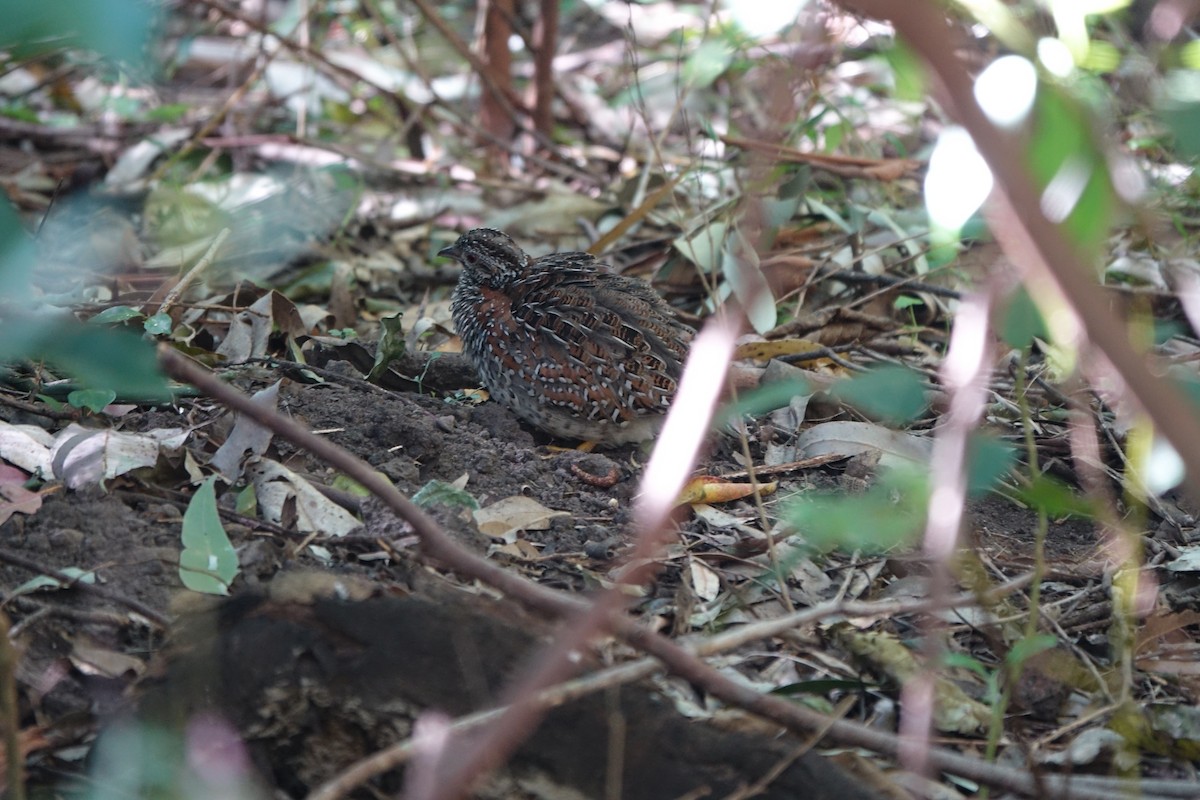 Painted Buttonquail - ML402864781