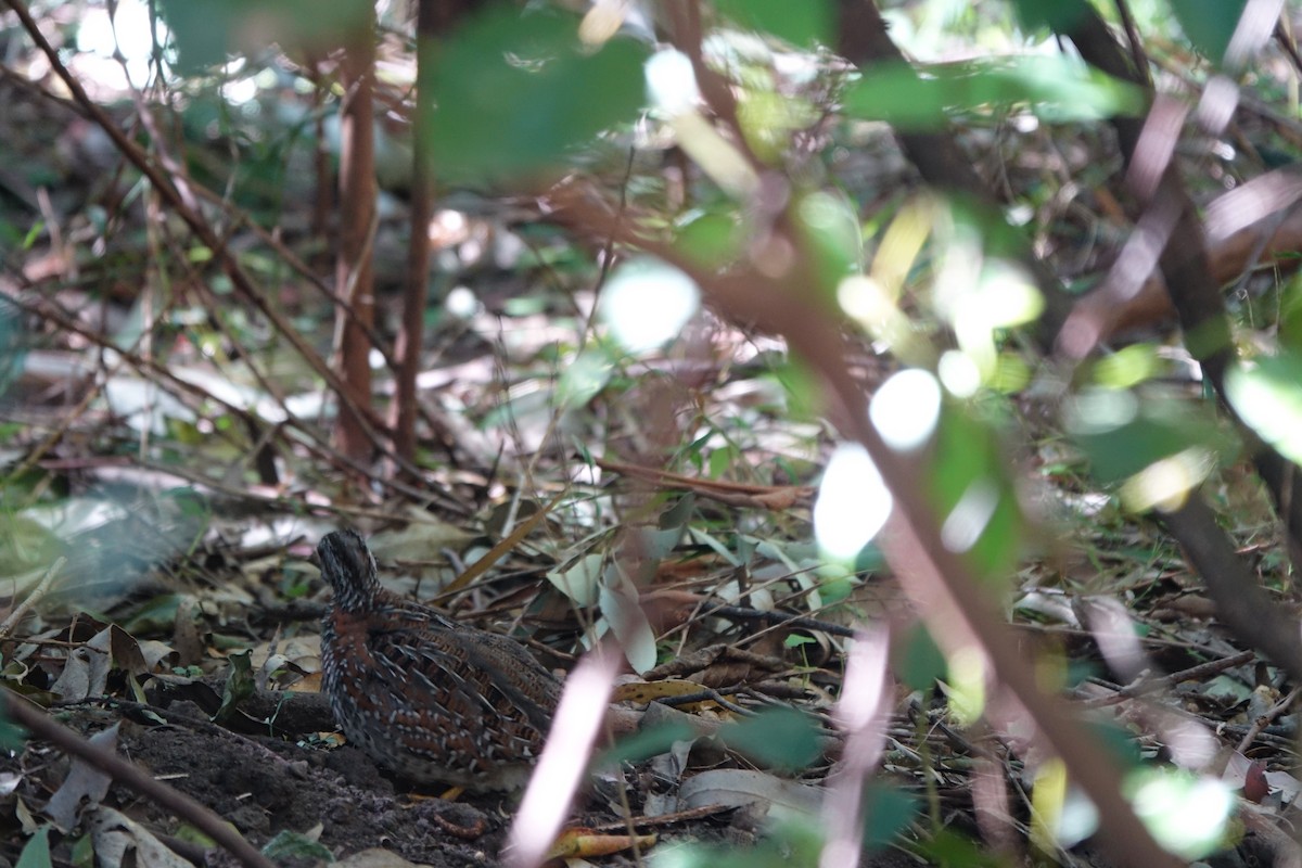 Painted Buttonquail - ML402864901