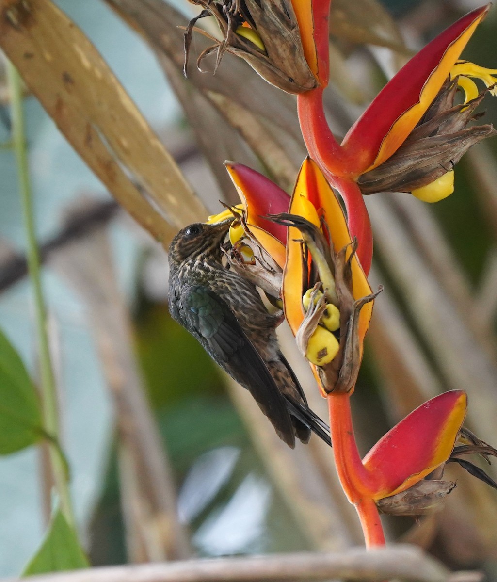 White-tipped Sicklebill - Bob Toleno