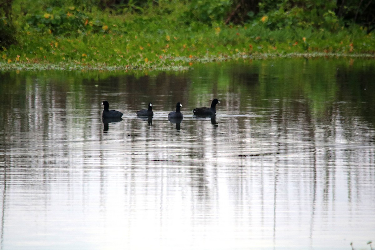 American Coot - ML402867471