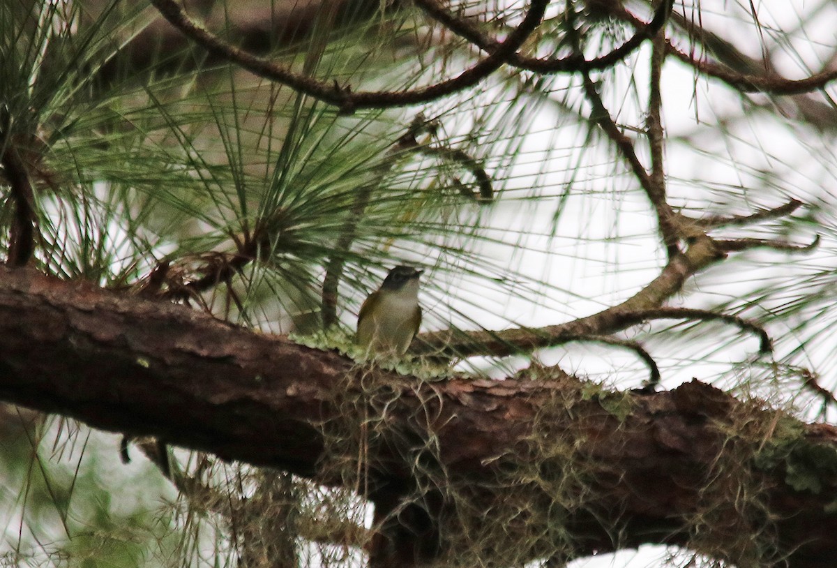 Blue-headed Vireo - ML402868061