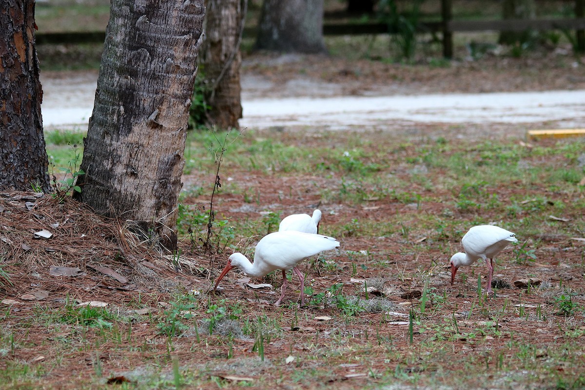 ibis bílý - ML402868241