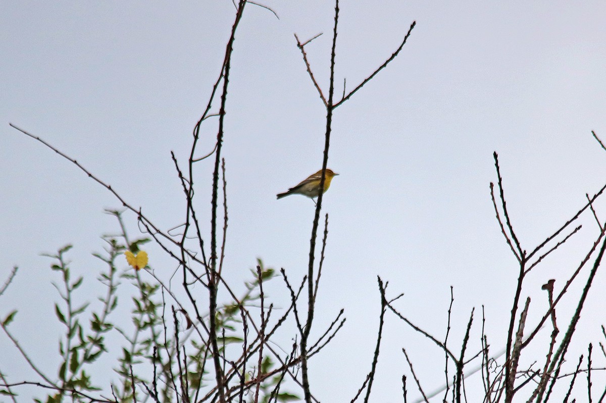 Pine Warbler - ML402868291