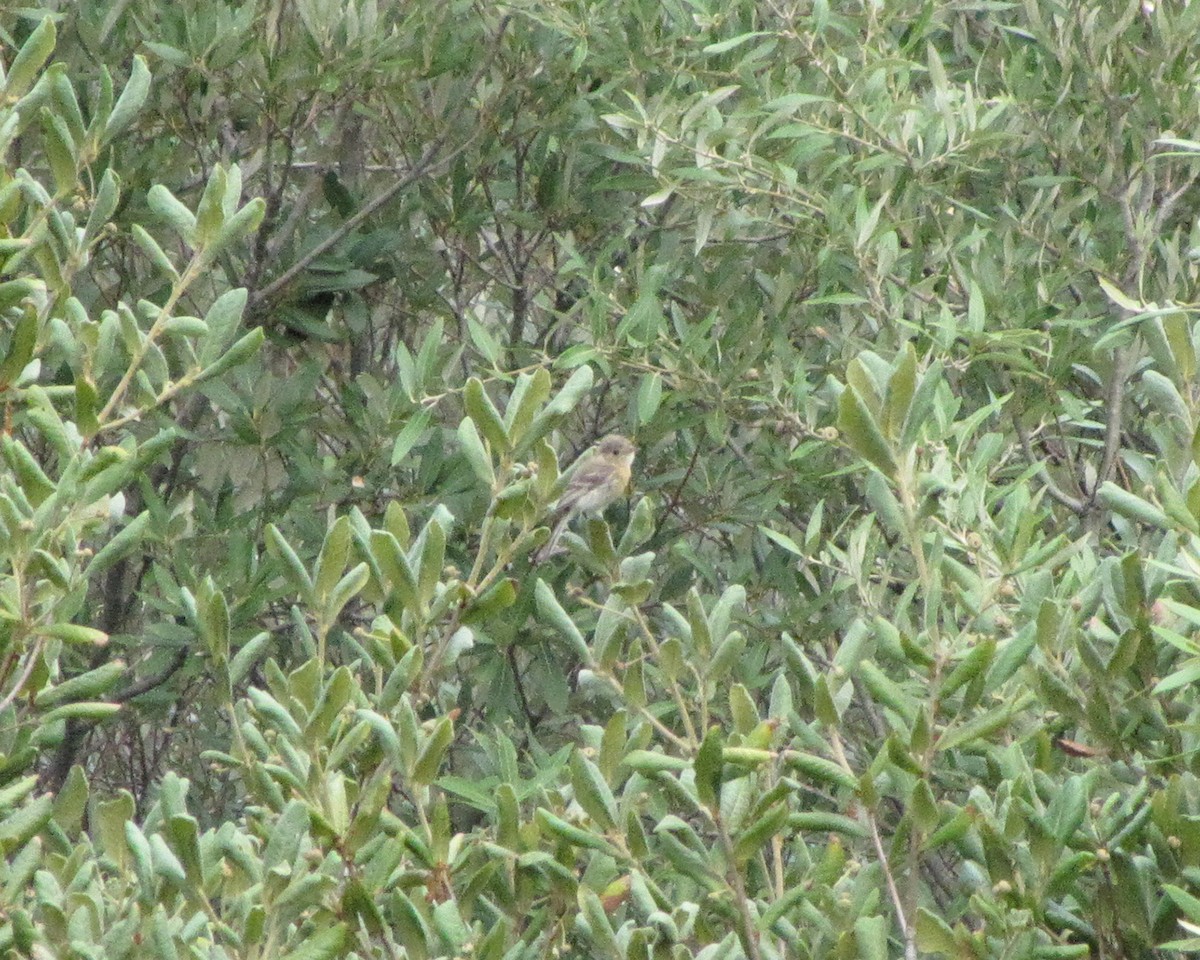 Buff-breasted Flycatcher - Dave Beeke