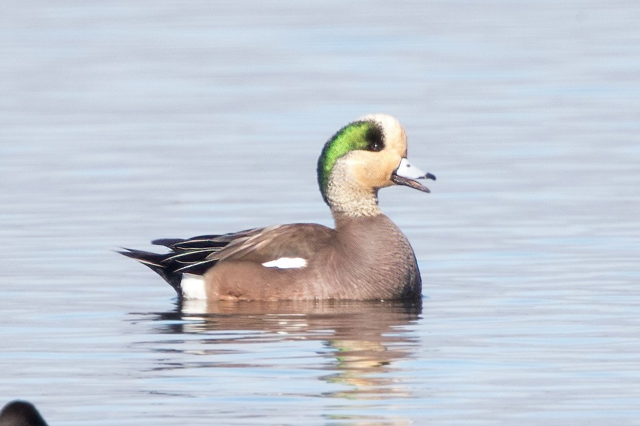 Canard d'Amérique - ML402870311