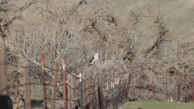 Ferruginous Hawk - ML402874151