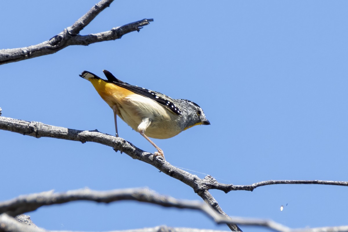 Fleckenpanthervogel - ML402874191