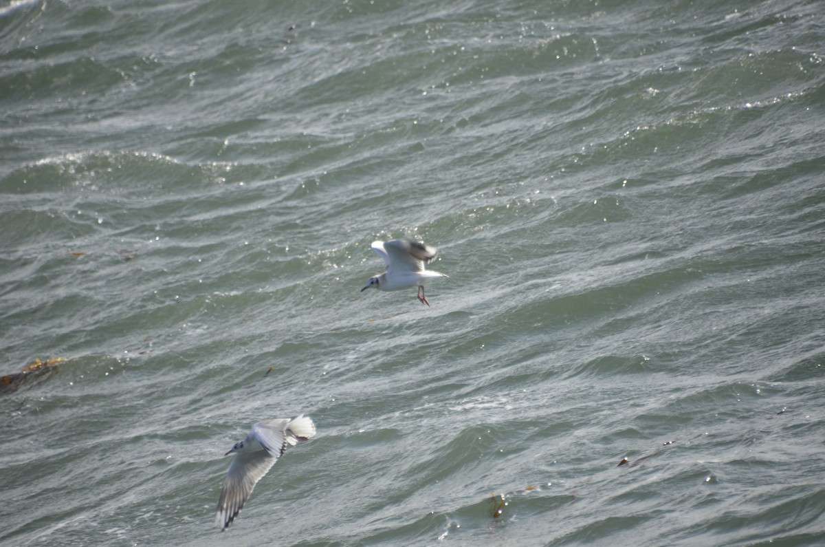 Brown-hooded Gull - ML402874231