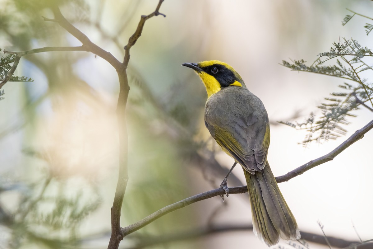 Yellow-tufted Honeyeater - Andreas Heikaus