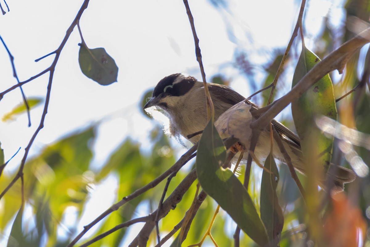 Black-chinned Honeyeater - Andreas Heikaus