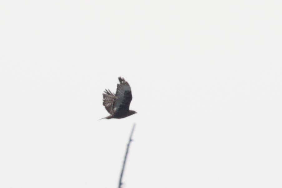 Red-tailed Hawk (Harlan's) - Pam Sinclair