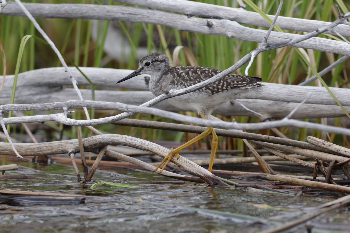 Lesser Yellowlegs - ML402874971