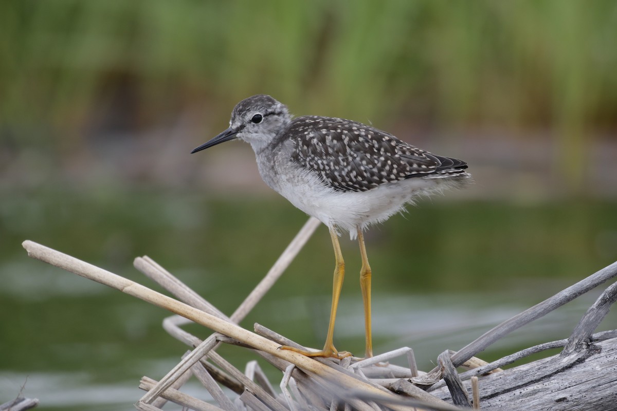 Lesser Yellowlegs - Pam Sinclair