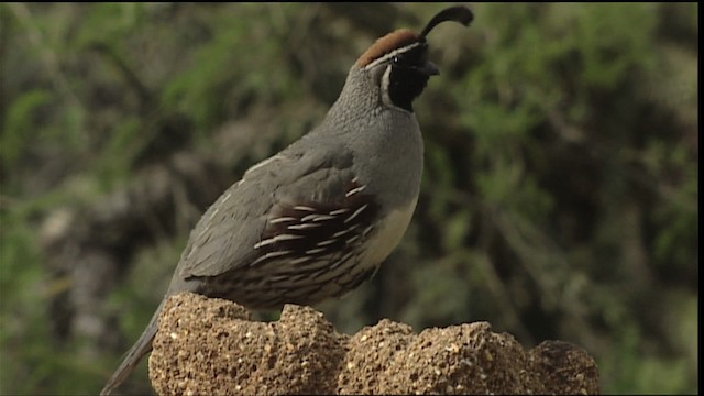 Gambel's Quail - ML402876