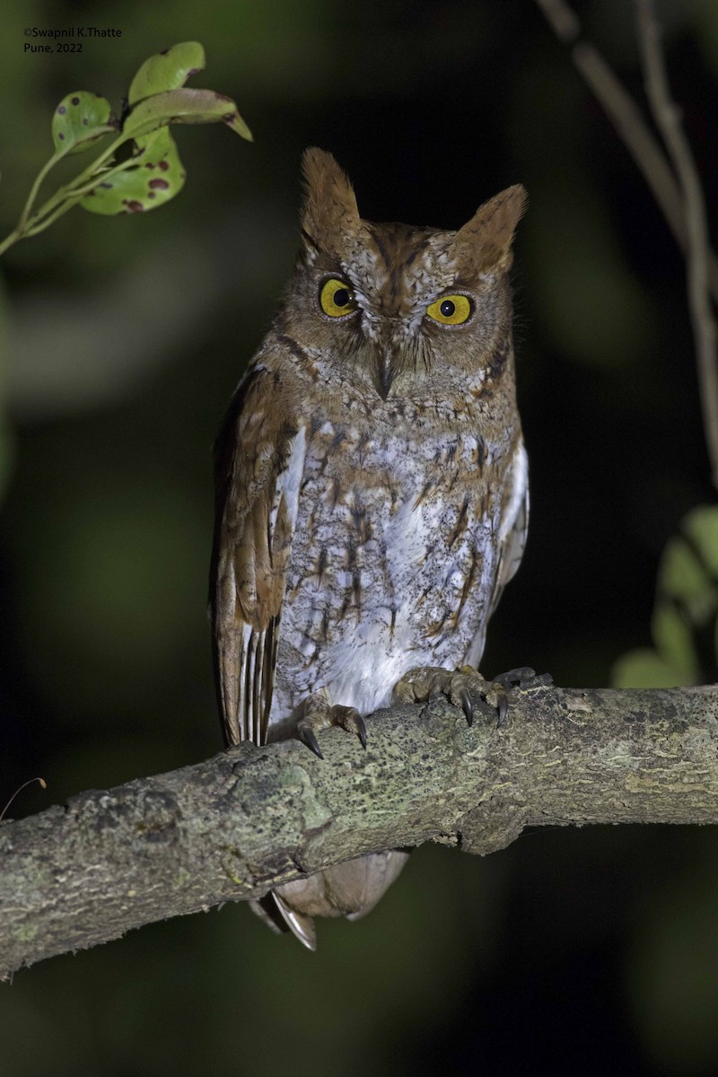 Oriental Scops-Owl - ML402876241