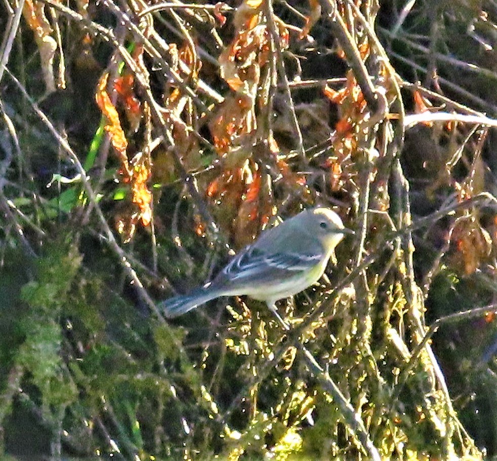 Yellow-rumped Warbler (Audubon's) - ML402876651