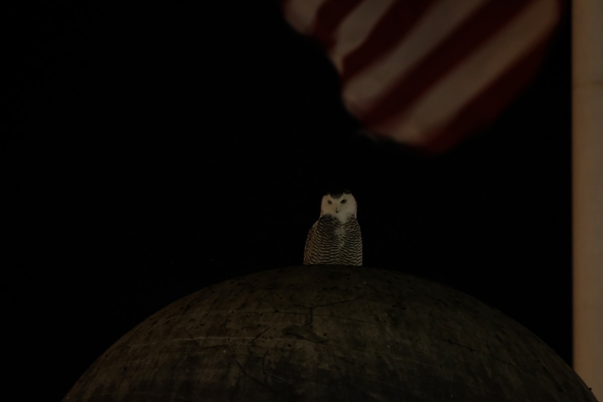 Snowy Owl - ML402876921