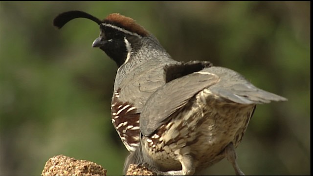 Gambel's Quail - ML402877