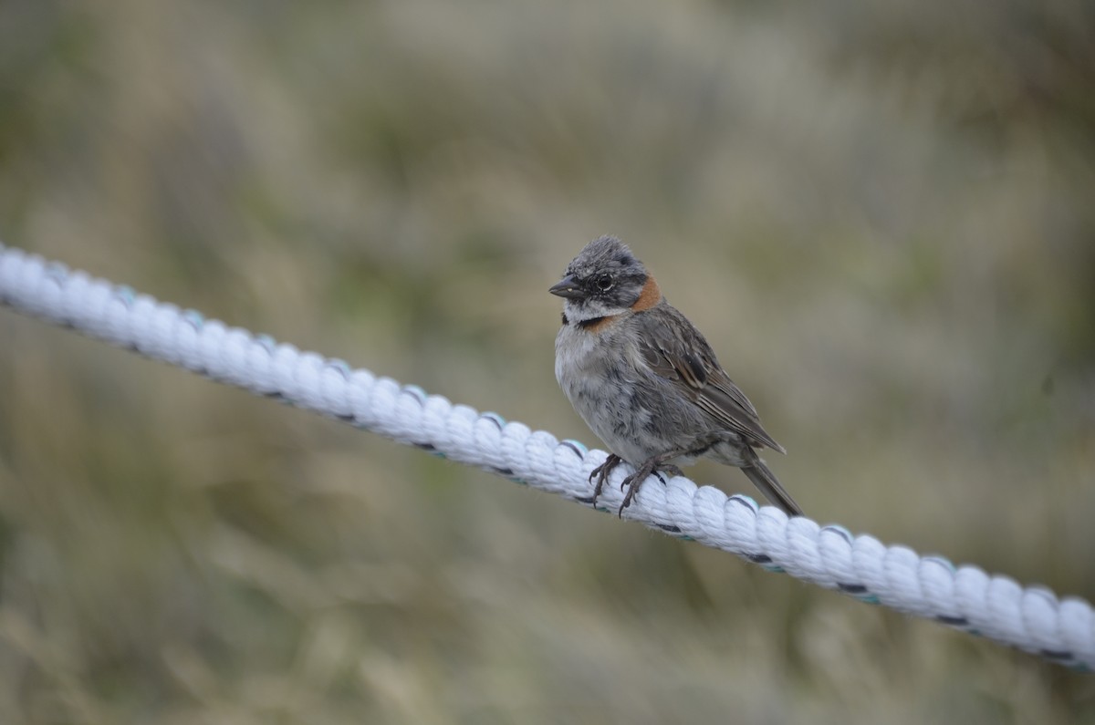 Rufous-collared Sparrow - José Ignacio Catalán Ruiz