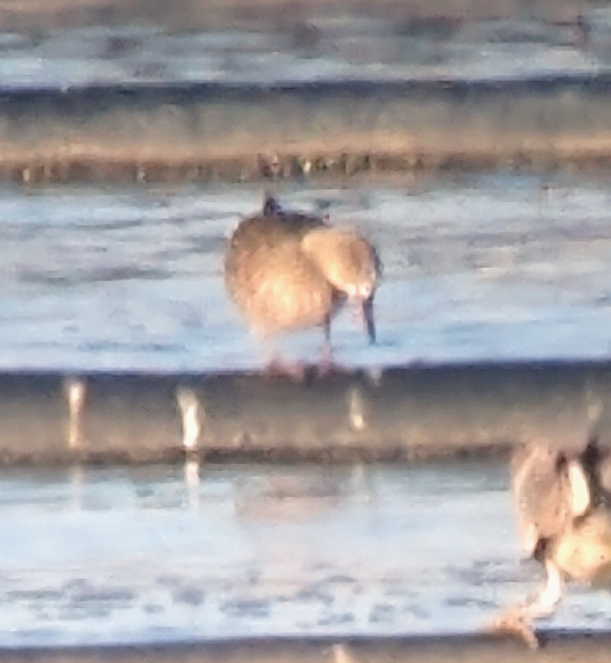 Blue-winged Teal - Lance Tanino