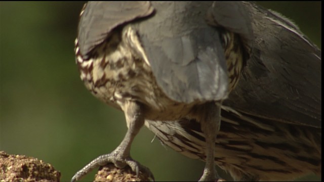 Gambel's Quail - ML402879