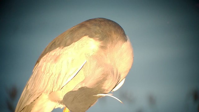 Black-crowned Night Heron - ML402879841